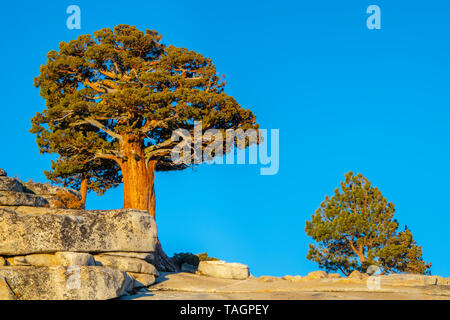 Western Junipers at Oldsted Point, near Tioga pass, Yosemite NP, California, by Bill Lea/Dembinsky Photo Assoc Stock Photo