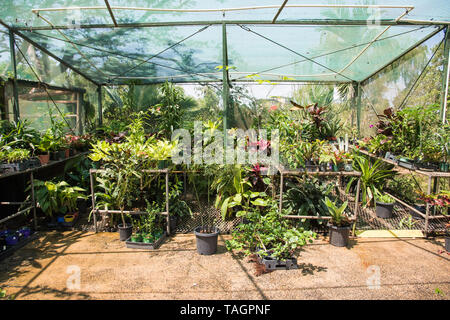 Abundance tropical greenery in an outdoor greenhouse on a sunny day in Darwin, Australia Stock Photo