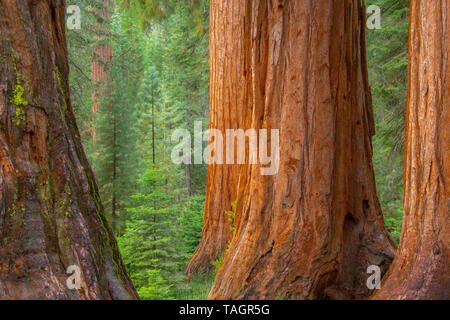 Redwood trees (Sequoiadendron giganteum), Mariposa grove, Yosemite NP, California, USA, by Bill Lea/Dembinsky Photo Assoc