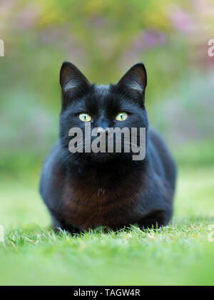 Close up of a black cat lying on grass in the garden, UK. Stock Photo