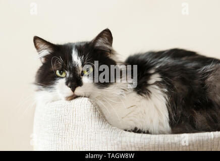 Close-up of a black and white cat lying in a cat bed. Stock Photo
