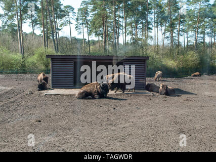 Bison lying near a small house with the forest of pine trees in the background Stock Photo