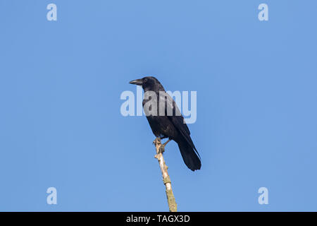 Carrion crow (Corvus corone) perched on branch in tree against blue sky Stock Photo
