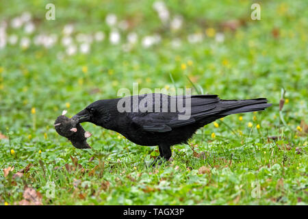 Carrion crow (Corvus corone) on the ground in grassland with dead European mole (Talpa europaea) in beak Stock Photo