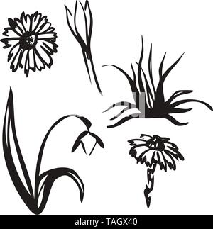 Beautiful vintage set of first spring flowers. Anemone, snowdrop, crocus and mother-and-stepmother. Engraving style. Vector illustration. Stock Vector