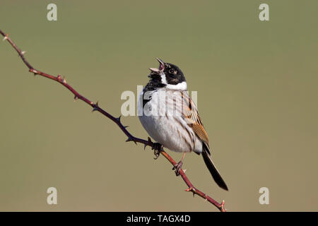 Common reed bunting (Emberiza schoeniclus) male perched on twig and singing in spring Stock Photo