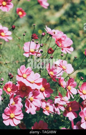 beautiful pink cosmos flowers in sunlight Stock Photo