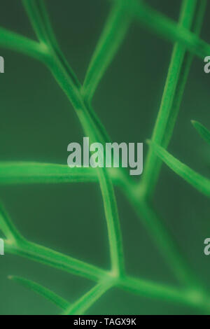 green twigs  as abstract background Stock Photo