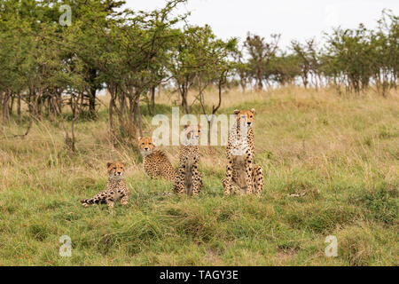 Cheetah mother and cubs sitting up looking for prey in the Masai Mara, Kenya Stock Photo