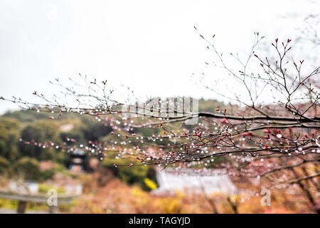 Kyoto, Japan cherry blossom sakura or maple tree in early spring with red buds in garden with bokeh blurry background and rain drops in Eikando Stock Photo