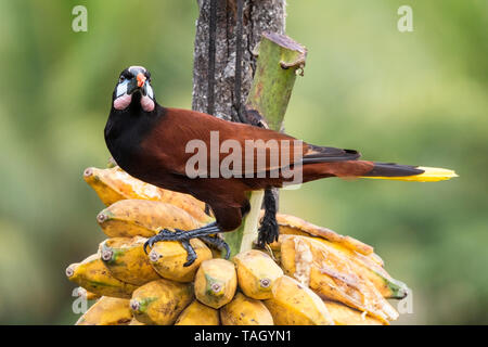 Montezuma Oropendola (Psarocolius montezuma), adult perched on branch of tree, Costa Rica 30 March 2019 Stock Photo