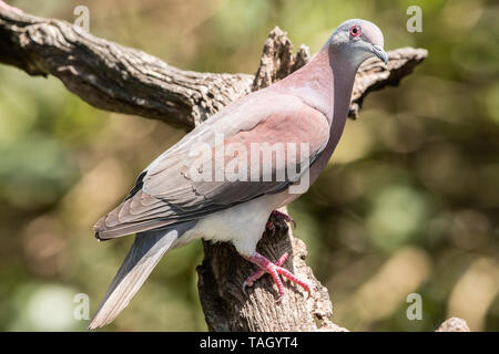 Pale-vented Pigeon (Patagioenas cayennensis), adult perched on branch, Costa Rica 28 March 2019 Stock Photo