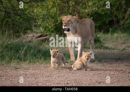 African Lioness walking with three Cubs, Panthera leo, Masai Mara ...