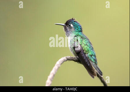 Violet-headed Hummingbird, adult male perched on twig, Reserva El Tapir, Costa Rica 25 March 2019 Stock Photo