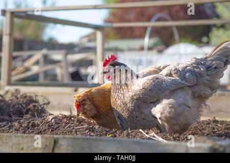 Chickens, Columbine in the foreground and Buff Orpington in the background, feeding on a vegetable patch in a garden Stock Photo