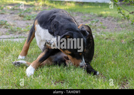 Dog is cleaning itself.Appenzeller Mountain Dog licking Stock Photo