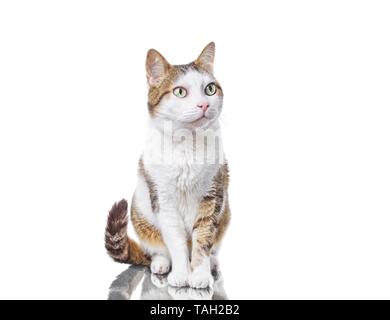 Cute tabby cat looking curious sideways. Isolarted on white Stock Photo
