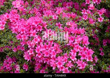 Rhododendron amoenum evergreen flowering azalia flowers Stock Photo