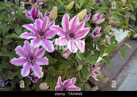 Pink and white clematis in bloom on a garden fence in Edinburgh, Scotland, UK. Stock Photo