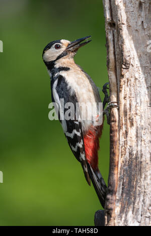 Great spotted woodpecker (Dendrocopos major), a woodland bird, during May, UK, on a dead tree trunk feeding Stock Photo