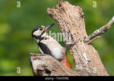 Great spotted woodpecker (Dendrocopos major), a woodland bird, during May, UK, on a dead tree trunk feeding Stock Photo