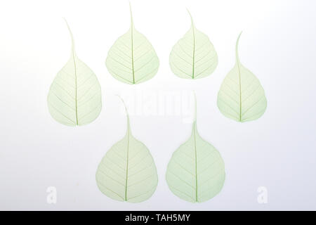 Green Skeleton leaf dry leaf isolated on white background