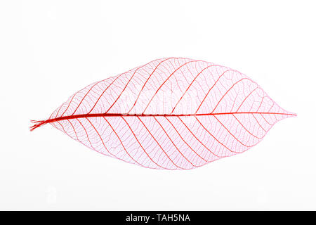 Skeleton leaf dry leaf isolated on white background
