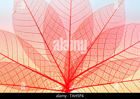 Skeleton leaf dry leaf isolated on white background