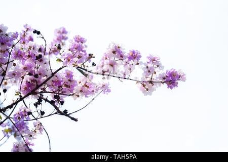 Violet flower from Lagerstroemia floribunda flowers in summer time on white background Stock Photo