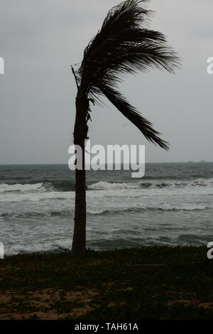 Palm Tree on the Beach at Haitang Bay - stormy weather is the prediction Stock Photo