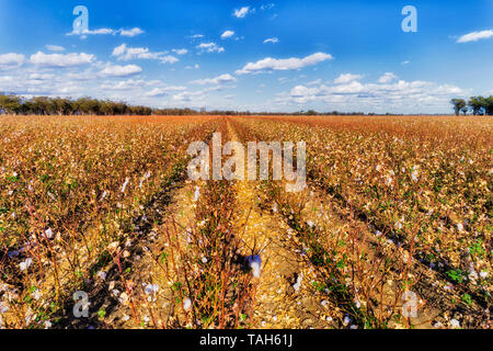 Cultivated agricultural field of blossoming cotton plants in Australian NSW moree plains region on a sunny hot day above long diminishing rows. Stock Photo