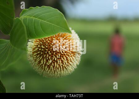 The Kadam flower, Anthocephalus cadamba blooms during the rainy season. Khulna, Bangladesh. Stock Photo