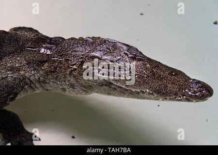 west african crocodile close up Stock Photo