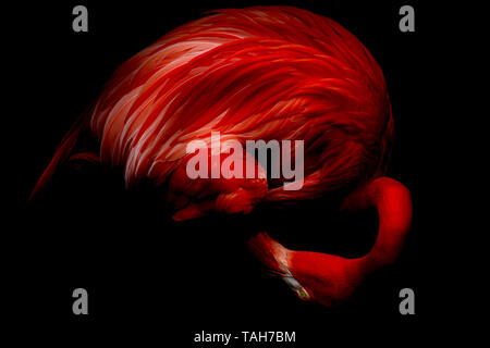 Pink flamingo isolated on black background Stock Photo