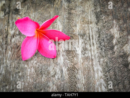 pink or red frangipani flower plumeria tropical plant on wood background Stock Photo