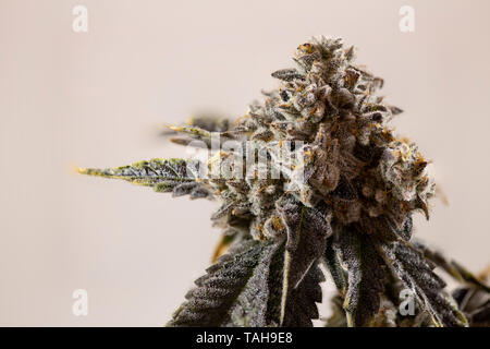 Detailed Close Up Female Cannabis Plant for Legal Recreational or Medical Sales Stock Photo