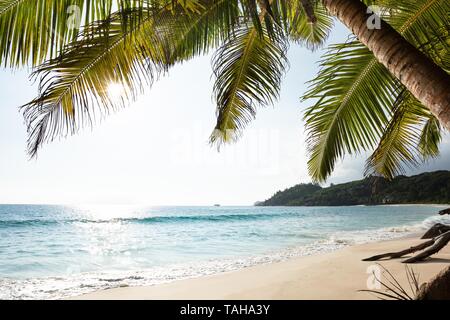 Sunlight Over Palm Trees On Anse Intendance Beach, Mahe Island, Seychelles Stock Photo