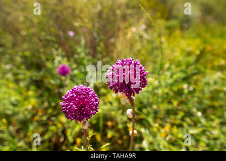 Allium ampeloprasum flowers with a snails on a stem close-up on a blurred background of dry grass Stock Photo
