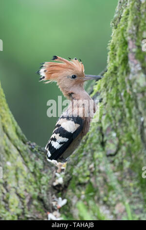 Wonderful portrait of Hoopoe bird (Upupa epops) Stock Photo
