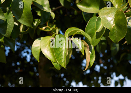 Ligustrum lucidum branch close up Stock Photo