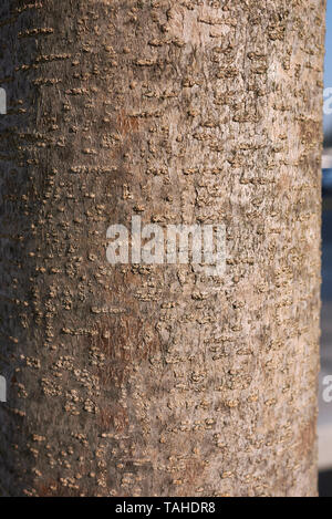 Ligustrum lucidum bark close up Stock Photo