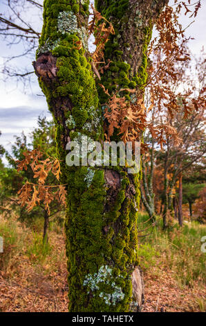 Tree trunk covered with moss in autumn at sunset Stock Photo