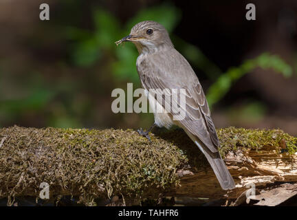 Spotted Flycatcher sits on big mossy branch with a little twig for nest in dark forest Stock Photo