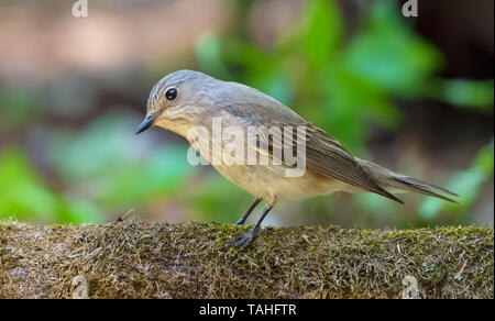 Spotted Flycatcher funny look while perched on a mossy stump in forest Stock Photo