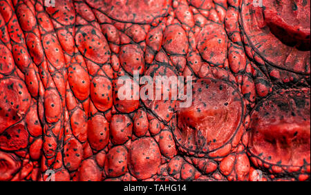 Closed up of crocodile's skin in red. It is a shell from above the Nile crocodile,wildlife photo in Senegal, Africa. It is natural texture of leather. Stock Photo