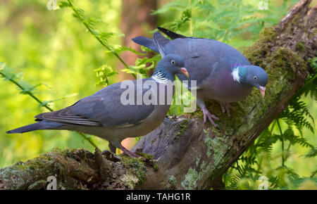 Family Pair of Common wood pigeons sits together on a big mossy branch with ferns Stock Photo