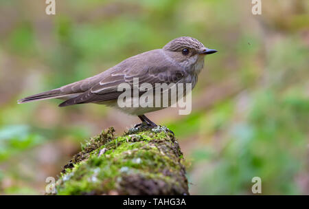 Spotted Flycatcher perched on a mossy trunk near a pond in forest Stock Photo