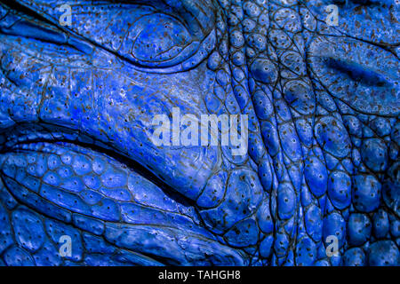 Closed up of crocodile's skin in dark navy blue colour. It is a shell from above the Nile crocodile,wildlife photo in Senegal, Africa. It is natural t Stock Photo