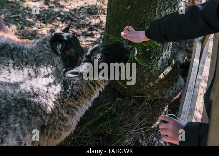 The baby feeds sheep grass. In the hands of holding a bunch of green grass. Sheep on a farm behind wooden fences Stock Photo