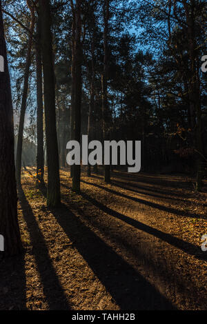 Long shadows of trees on the forest floor in the morning Stock Photo